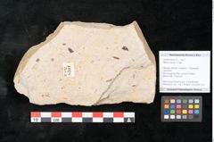 Foto (Objekt + Etikett) von Myrica lignitum Unger (NHMW-GEO-2024-0188-4018)